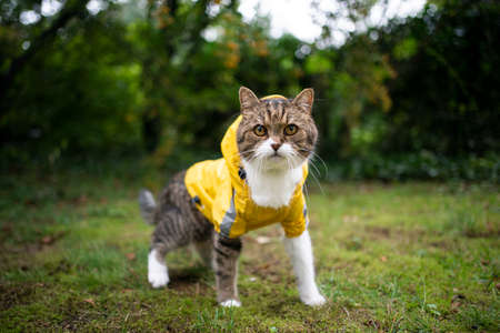 tabby white cat standing on lawn outdoors in the garden wearing a yellow rain coat looking at cameraの写真素材