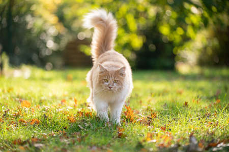 cream colored beige white maine coon cat walking towards camera on sunny meadow in autumnの写真素材