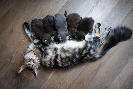 maine coon cat mother breastfeeding group of small cute kittensの写真素材