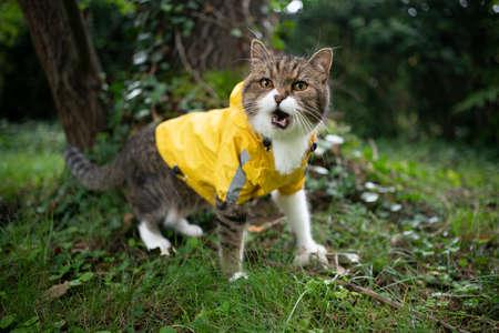 tabby white cat outdoors in nature wearing yellow rain coat meowingの写真素材