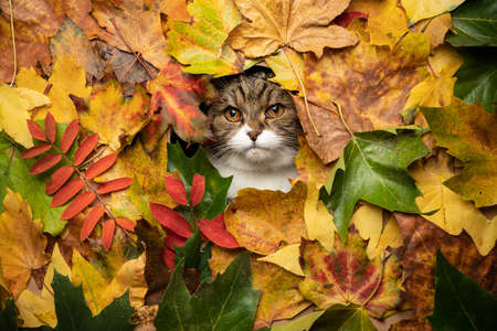 tabby white cat looking through hole in colorful autumn leaves foliageの写真素材