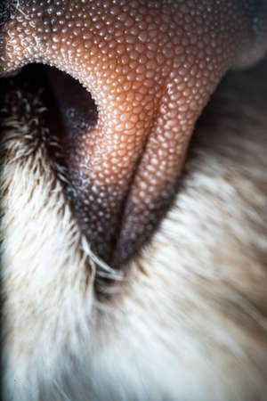 ultra macro close up detail shot of a cats noseの写真素材