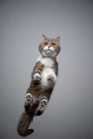 bottom view of tabby white british shorthair cat standing on transparent glass table looking curiously with copy spaceの写真素材