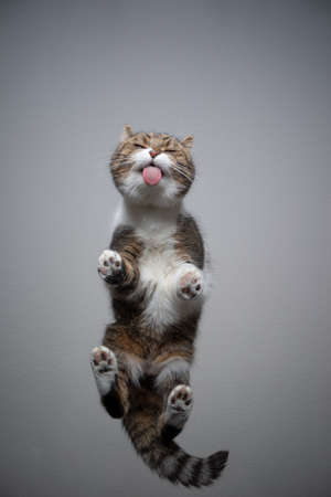 bottom view of tabby white british shorthair cat standing on transparent table with copy space licking glassの写真素材