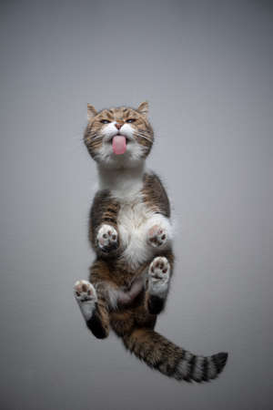 bottom view of tabby white british shorthair cat standing on transparent table with copy space licking glassの写真素材