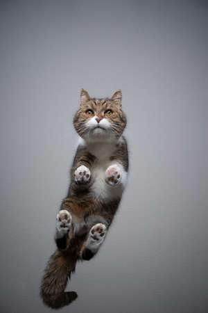 bottom view of tabby white british shorthair cat standing on transparent glass table looking curiously with copy spaceの写真素材