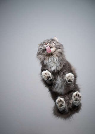 blue tabby maine coon cat with white paws standing on transparent table licking glass with copy spaceの写真素材