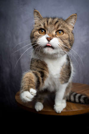 tabby white british shorthair cat raising paw reaching for treatの写真素材