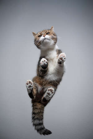 bottom view of a tabby white british shorthair cat standing on transparent glass table looking curiously with copy spaceの写真素材