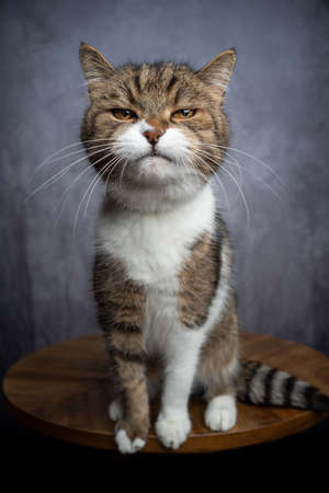 tabby white british shorthair cat sitting on wooden table looking at camera suspiciouslyの写真素材