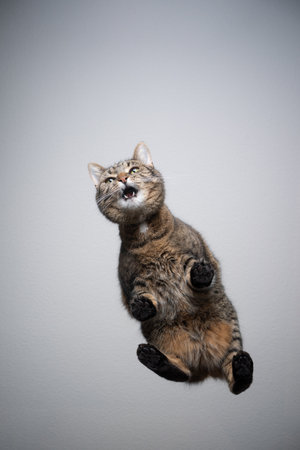 bottom view of tabby cat standing on transparent glass table with copy space meowingの写真素材