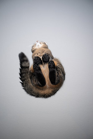 bottom view of tabby cat sitting on transparent glass table with copy spaceの写真素材