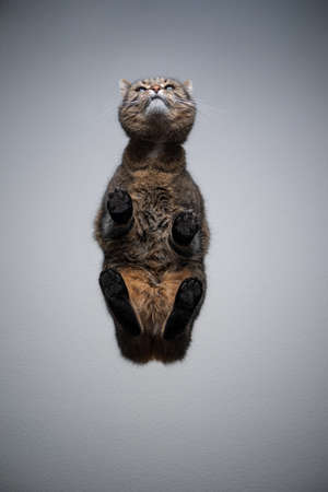 bottom view of a tabby shorthair cat standing on transparent glass table looking up curiously with copy spaceの写真素材