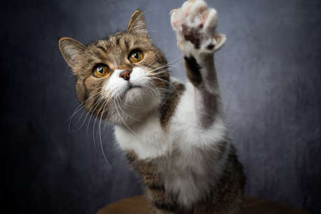 curious tabby white british shorthair cat raising paw reaching for snackの写真素材