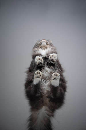 bottom view of gray maine coon cat with white fluffy paws sitting on transparent glass tableの写真素材