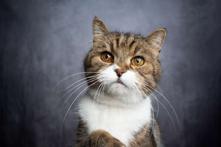 tabby white british shorthair cat looking curiously with copy spaceの写真素材