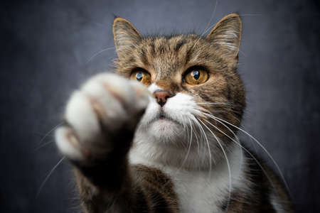 curious tabby white british shorthair cat raising paw reaching for snackの写真素材