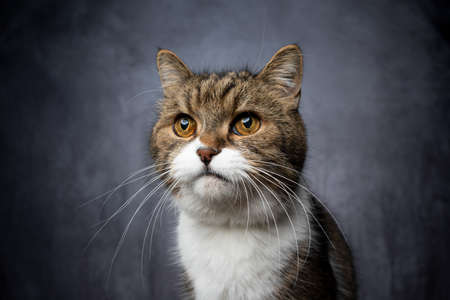 studio portrait of curious tabby white british shorthair cat with copy spaceの写真素材