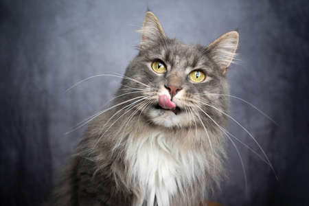 hungry blue tabby white maine coon cat licking lips portrait with copy spaceの写真素材