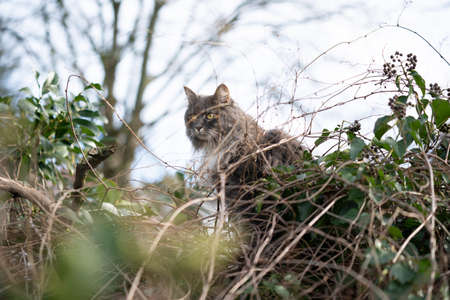 maine coon cat climbing through lush foliage outdoors in natureの写真素材