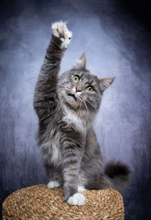 playful blue tabby maine coon cat raising one pawの写真素材