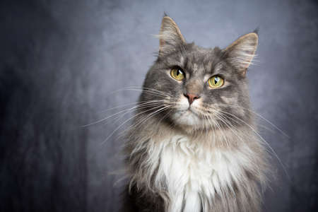 blue tabby white maine coon cat portrait with copy spaceの写真素材