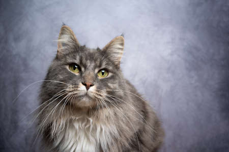 gray maine coon cat studio portrait with copy spaceの写真素材