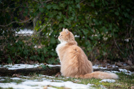 beige white maine coon cat sitting on lawn outdoors in garden observingの写真素材