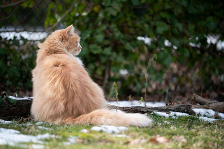 beige white maine coon cat sitting on snowy grass outdoors in garden looking to the sideの写真素材