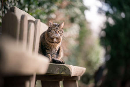 tabby cat sitting on wooden bench outdoors in the garden observing the areaの写真素材