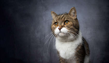 studio portrait of curious tabby white british shorthair cat with copy spaceの写真素材