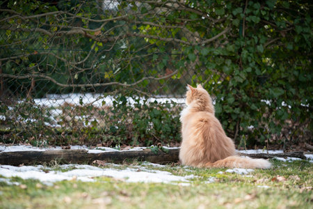 cream colored white maine coon cat sitting on lawn outdoors in the garden looking through chainlink fenceの写真素材