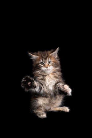 cute and playful calico maine coon kitten playing raising paw on black background with copy spaceの写真素材