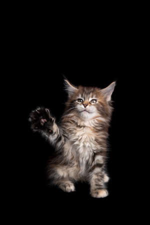 cute and playful calico maine coon kitten playing raising paw on black background with copy spaceの写真素材