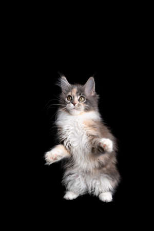 playful calico maine coon kitten rearing up standing on hind legs looking curiously on black backgroundの写真素材