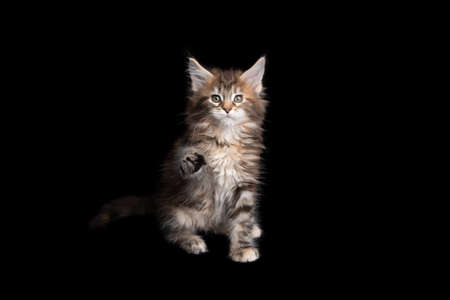 curious calico maine coon kitten raising paw looking at camera isolated on black backgroundの写真素材