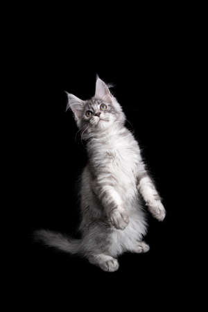 silver tabby maine coon kitten rearing up doing a meerkat pose looking up curiously on black backgroundの写真素材