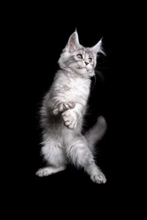 playful silver tabby maine coon kitten dancing on black background with copy spaceの写真素材