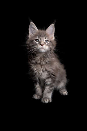 curious tabby maine coon kitten portrait sitting on black background with copy spaceの写真素材