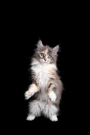 cute calico maine coon kitten playing standing on hind legs looking on black backgroundの写真素材