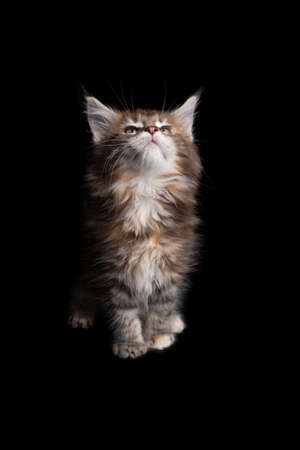 cute calico maine coon kitten sitting looking up on black backgroundの写真素材