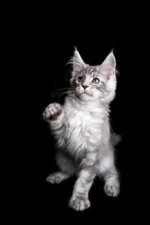 beautiful silver tabby maine coon kitten playing raising paw on black backgroundの写真素材