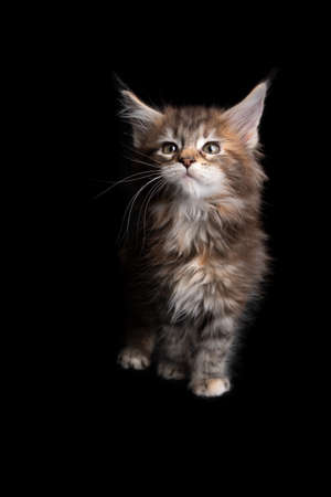 curious calico maine coon kitten looking cute on black background with copy spaceの写真素材