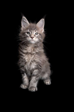 curious tabby maine coon kitten portrait sitting on black background with copy spaceの写真素材