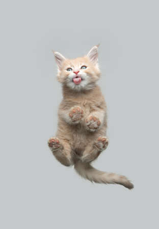 bottom view of beautiful maine coon kitten resting on glass table licking yummy treats with copy spaceの写真素材