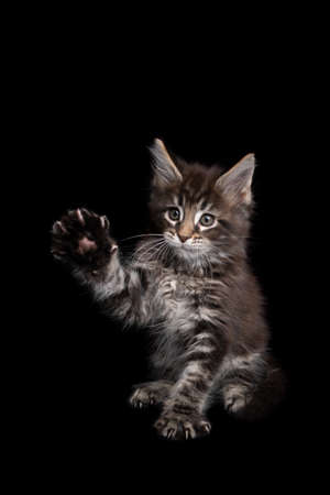 cute and playful tabby maine coon kitten raising paw on black background with copy spaceの写真素材