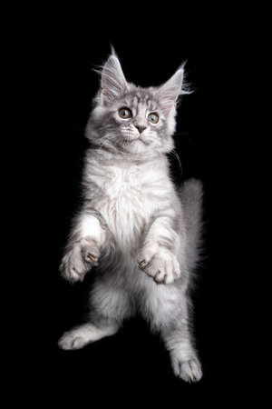 silver tabby maine coon cat playing standing on hind legs looking funny on black backgroundの写真素材