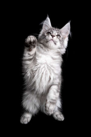 curious playful silver tabby maine coon kitten rearing up raising paw on black backgroundの写真素材