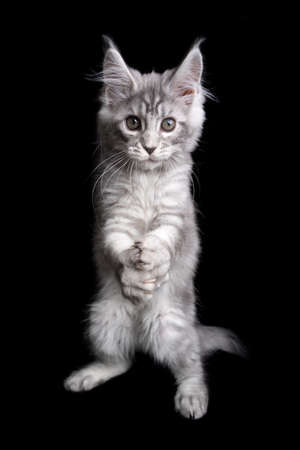 funny playing kitten folding hands like it is praying isolated on black backgroundの写真素材