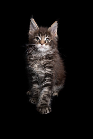 portrait of a beautiful tabby maine coon kitten sitting on black background looking at cameraの写真素材